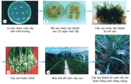 Chuyên đề Sinh học 10 Bài 2 (Chân trời sáng tạo): Công nghệ tế bào thực vật và thành tựu  (ảnh 1)