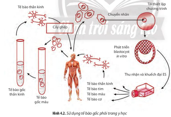 Chuyên đề Sinh học 10 Bài 4 (Chân trời sáng tạo): Tế bào gốc và công nghệ tế bào gốc  (ảnh 1)