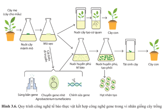 Chuyên đề Sinh học 10 Bài 3 (Cánh diều): Các giai đoạn của công nghệ tế bào thực vật  (ảnh 1)