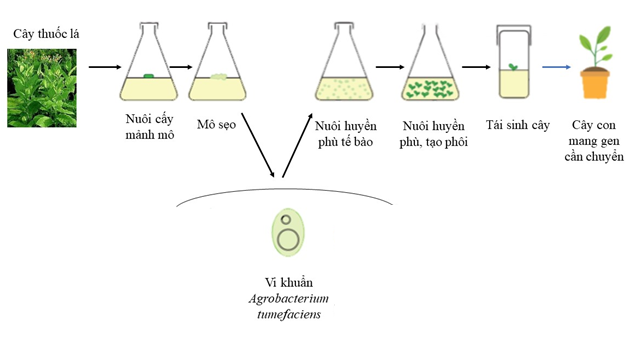 Chuyên đề Sinh học 10 Bài 3 (Cánh diều): Các giai đoạn của công nghệ tế bào thực vật  (ảnh 1)
