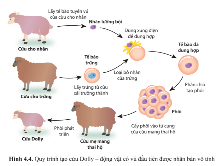 Chuyên đề Sinh học 10 Bài 4 (Cánh diều): Cơ sở công nghệ tế bào động vật và ứng dụng  (ảnh 1)