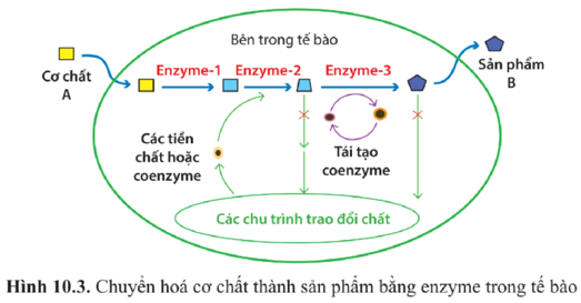 Chuyên đề Sinh học 10 Bài 10 (Cánh diều): Ứng dụng và triển vọng của công nghệ enzyme  (ảnh 1)