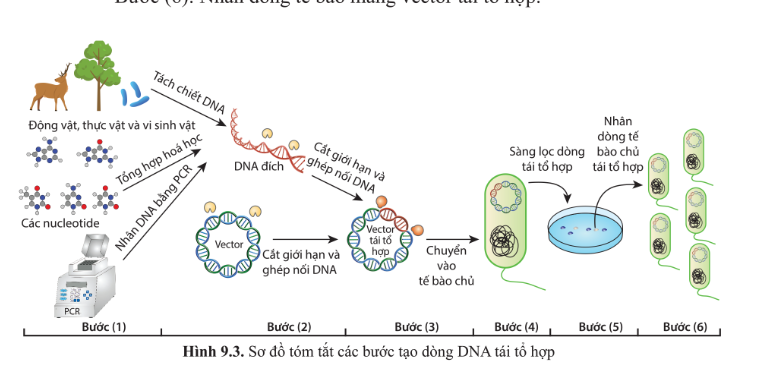 Chuyên đề Sinh học 10 Bài 10 (Cánh diều): Ứng dụng và triển vọng của công nghệ enzyme  (ảnh 1)