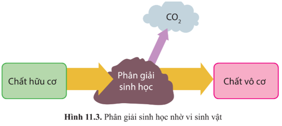 Chuyên đề Sinh học 10 Bài 11 (Cánh diều): Khái quát về vi sinh vật trong xử lí ô nhiễm môi trường  (ảnh 1)