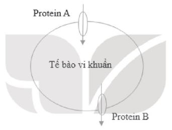 Sách bài tập Sinh học 10 Chương 4 (Kết nối tri thức): Chuyển hóa năng lượng trong tế bào  (ảnh 1)