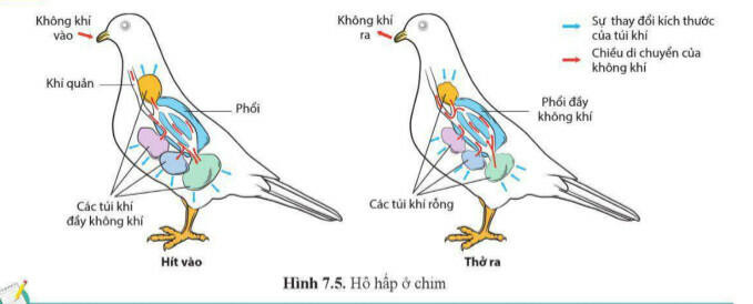 Lý thuyết Sinh học 11 Bài 7 (Cánh diều): Hô hấp ở động vật (ảnh 1)