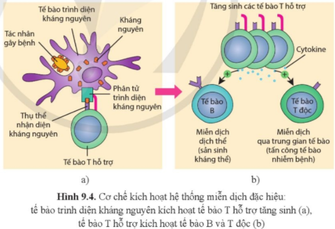 Lý thuyết Sinh học 11 Bài 9 (Cánh diều): Miễn dịch ở người và động vật (ảnh 1)