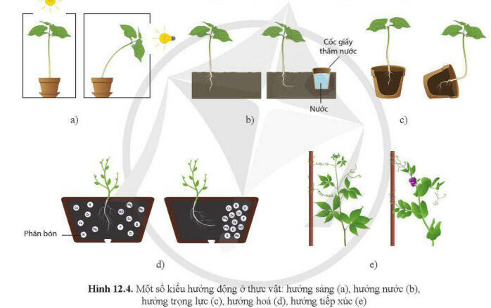 Lý thuyết Sinh học 11 Bài 12 (Cánh diều): Cảm ứng ở thực vật (ảnh 1)