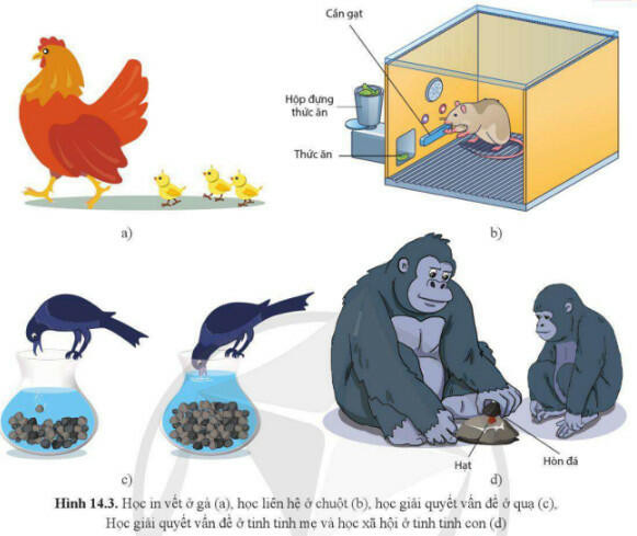 Lý thuyết Sinh học 11 Bài 14 (Cánh diều): Tập tính ở động vật (ảnh 1)