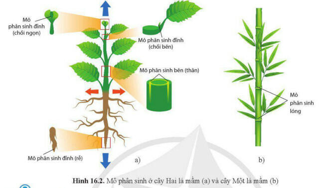 Lý thuyết Sinh học 11 Bài 16 (Cánh diều): Sinh trưởng và phát triển ở thực vật (ảnh 1)
