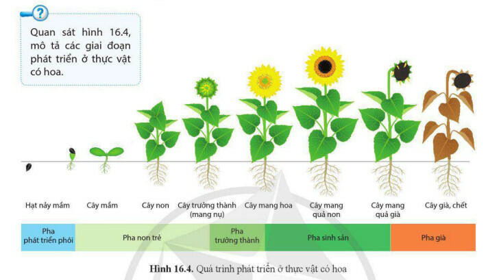 Lý thuyết Sinh học 11 Bài 16 (Cánh diều): Sinh trưởng và phát triển ở thực vật (ảnh 1)