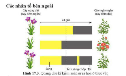 Lý thuyết Sinh học 11 Bài 17 (Cánh diều): Các nhân tố ảnh hưởng đến sinh trưởng và phát triển ở thực vật (ảnh 1)