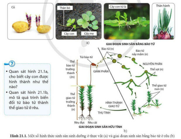 Lý thuyết Sinh học 11 Bài 21 (Cánh diều): Sinh sản ở thực vật (ảnh 1)