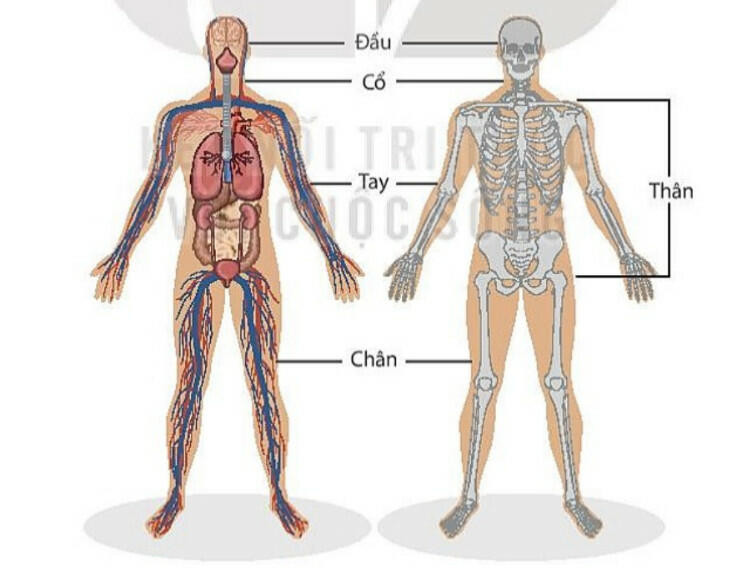 Lý thuyết KHTN 8 Bài 30 (Kết nối tri thức): Khái quát về cơ thể người (ảnh 1)