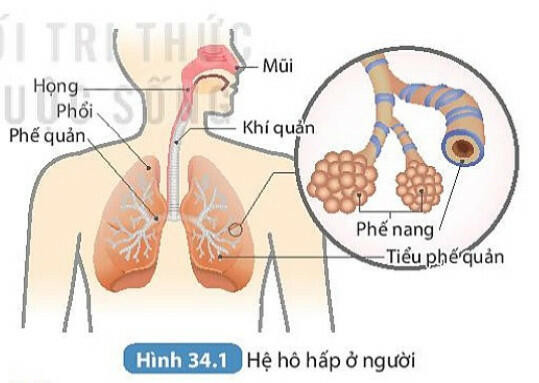 Lý thuyết KHTN 8 Bài 34 (Kết nối tri thức): Hệ hô hấp ở người (ảnh 1)