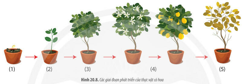 Lý thuyết Sinh học 11 Bài 20 (Chân trời sáng tạo): Sinh trưởng và phát triển ở thực vật (ảnh 1)