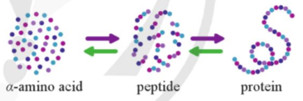 Giải Hóa 12 Bài 7 (Cánh diều): Peptide, protein và enzyme  (ảnh 1)
