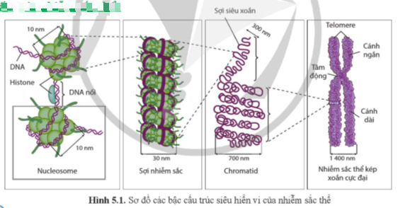 Giải Sinh học 12 Bài 5 (Cánh diều): Nhiễm sắc thể và cơ chế di truyền nhiễm sắc thể  (ảnh 1)