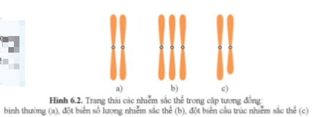 Giải Sinh học 12 Bài 6 (Cánh diều): Đột biến nhiễm sắc thể  (ảnh 1)