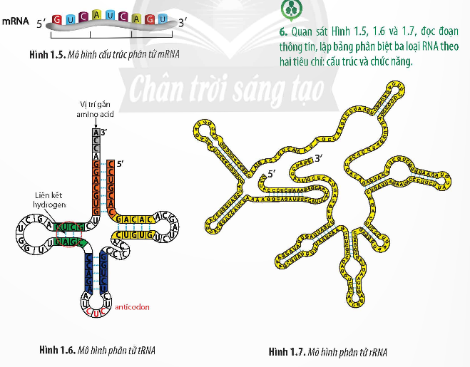 Giải Sinh học 12 Bài 1 (Chân trời sáng tạo): Gene và cơ chế truyền thông tin di truyền  (ảnh 1)