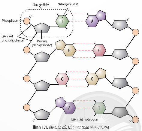 Giải Sinh học 12 Bài 1 (Chân trời sáng tạo): Gene và cơ chế truyền thông tin di truyền  (ảnh 1)