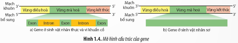 Giải Sinh học 12 Bài 1 (Chân trời sáng tạo): Gene và cơ chế truyền thông tin di truyền  (ảnh 1)