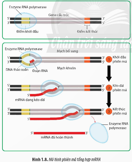 Giải Sinh học 12 Bài 1 (Chân trời sáng tạo): Gene và cơ chế truyền thông tin di truyền  (ảnh 1)