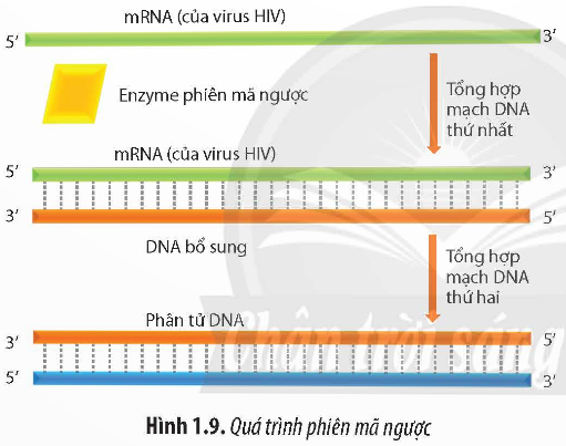 Giải Sinh học 12 Bài 1 (Chân trời sáng tạo): Gene và cơ chế truyền thông tin di truyền  (ảnh 1)