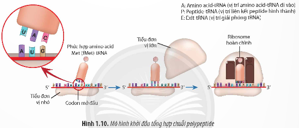 Giải Sinh học 12 Bài 1 (Chân trời sáng tạo): Gene và cơ chế truyền thông tin di truyền  (ảnh 1)