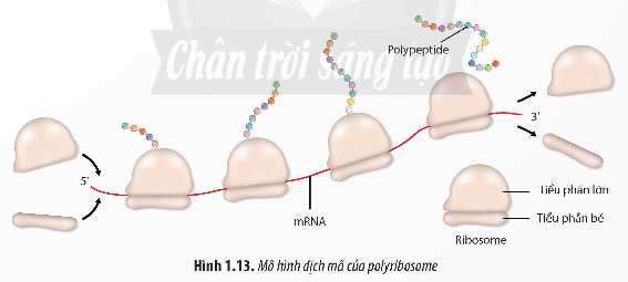 Giải Sinh học 12 Bài 1 (Chân trời sáng tạo): Gene và cơ chế truyền thông tin di truyền  (ảnh 1)