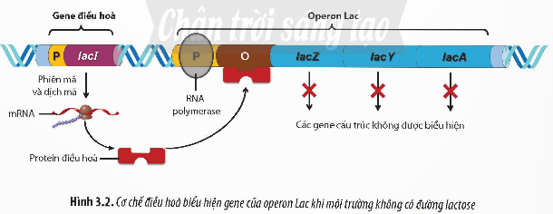 Giải Sinh học 12 Bài 3 (Chân trời sáng tạo): Điều hòa biểu hiện của gene (ảnh 1)