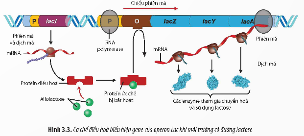 Giải Sinh học 12 Bài 3 (Chân trời sáng tạo): Điều hòa biểu hiện của gene (ảnh 1)