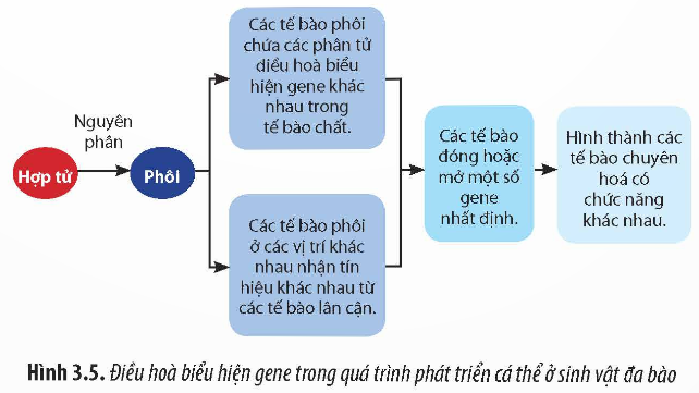 Giải Sinh học 12 Bài 3 (Chân trời sáng tạo): Điều hòa biểu hiện của gene (ảnh 1)