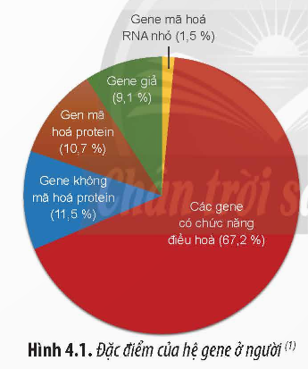 Giải Sinh học 12 Bài 4 (Chân trời sáng tạo): Hệ gene, đột biến gene và công nghệ gene (ảnh 1)