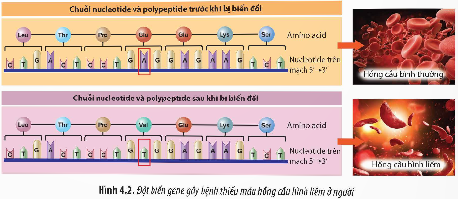 Giải Sinh học 12 Bài 4 (Chân trời sáng tạo): Hệ gene, đột biến gene và công nghệ gene (ảnh 1)