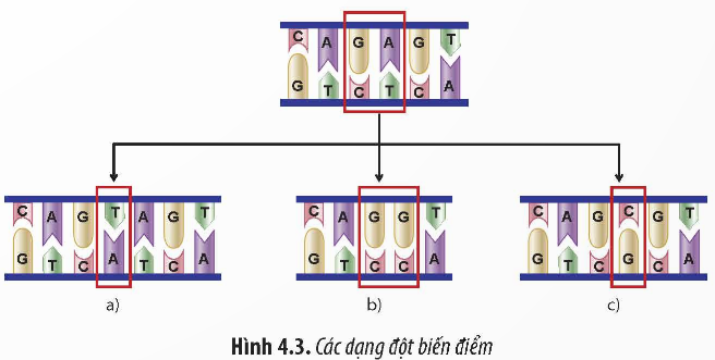 Giải Sinh học 12 Bài 4 (Chân trời sáng tạo): Hệ gene, đột biến gene và công nghệ gene (ảnh 1)