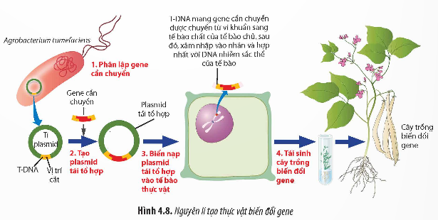 Giải Sinh học 12 Bài 4 (Chân trời sáng tạo): Hệ gene, đột biến gene và công nghệ gene (ảnh 1)