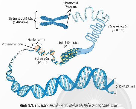 Giải Sinh học 12 Bài 5 (Chân trời sáng tạo): Nhiễm sắc thể và đột biến nhiễm sắc thể (ảnh 1)