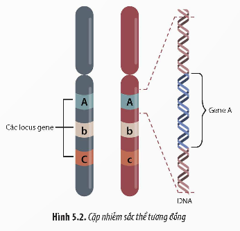 Giải Sinh học 12 Bài 5 (Chân trời sáng tạo): Nhiễm sắc thể và đột biến nhiễm sắc thể (ảnh 1)