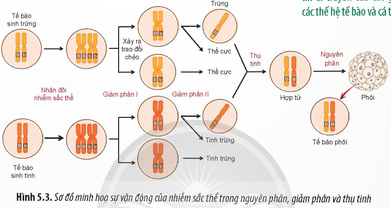 Giải Sinh học 12 Bài 5 (Chân trời sáng tạo): Nhiễm sắc thể và đột biến nhiễm sắc thể (ảnh 1)