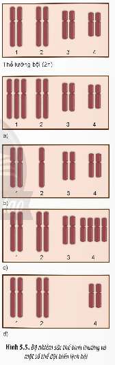 Giải Sinh học 12 Bài 5 (Chân trời sáng tạo): Nhiễm sắc thể và đột biến nhiễm sắc thể (ảnh 1)