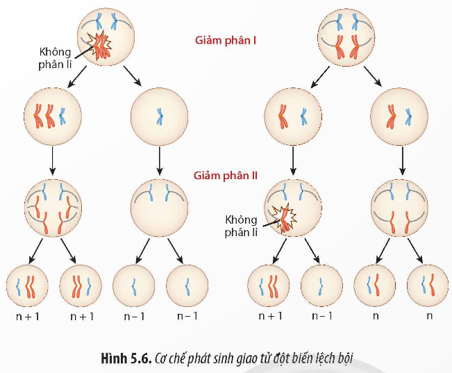 Giải Sinh học 12 Bài 5 (Chân trời sáng tạo): Nhiễm sắc thể và đột biến nhiễm sắc thể (ảnh 1)