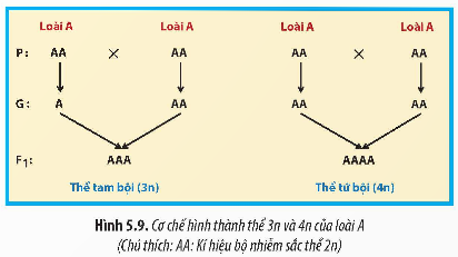 Giải Sinh học 12 Bài 5 (Chân trời sáng tạo): Nhiễm sắc thể và đột biến nhiễm sắc thể (ảnh 1)