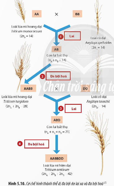 Giải Sinh học 12 Bài 5 (Chân trời sáng tạo): Nhiễm sắc thể và đột biến nhiễm sắc thể (ảnh 1)