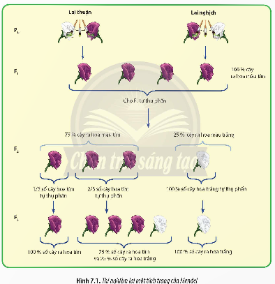 Giải Sinh học 12 Bài 7 (Chân trời sáng tạo): Di truyền học Mendel và mở rộng học thuyết Mendel (ảnh 1)