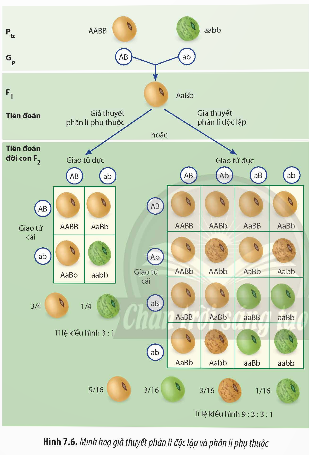 Giải Sinh học 12 Bài 7 (Chân trời sáng tạo): Di truyền học Mendel và mở rộng học thuyết Mendel (ảnh 1)