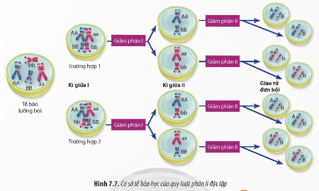 Giải Sinh học 12 Bài 7 (Chân trời sáng tạo): Di truyền học Mendel và mở rộng học thuyết Mendel (ảnh 1)