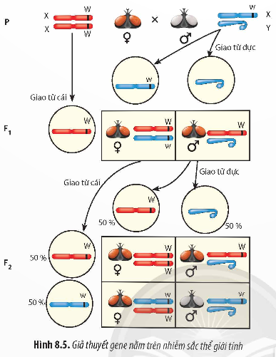 Giải Sinh học 12 Bài 8 (Chân trời sáng tạo): Các quy luật di truyền của Morgan và di truyền giới tính (ảnh 1)