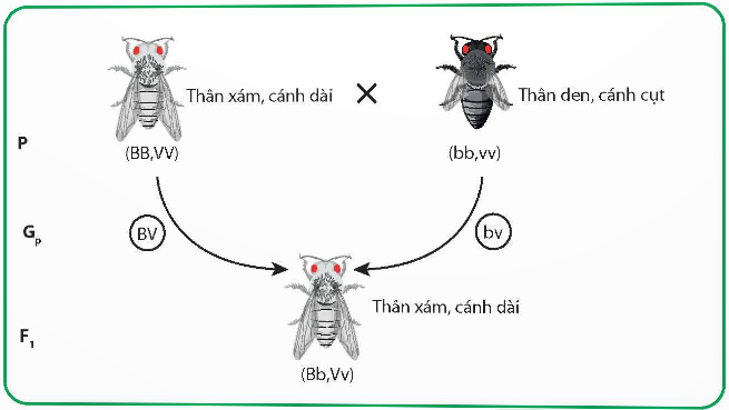 Giải Sinh học 12 Bài 8 (Chân trời sáng tạo): Các quy luật di truyền của Morgan và di truyền giới tính (ảnh 1)