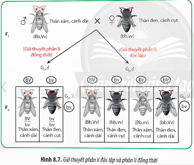 Giải Sinh học 12 Bài 8 (Chân trời sáng tạo): Các quy luật di truyền của Morgan và di truyền giới tính (ảnh 1)